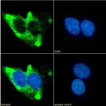 beta-2 Adrenergic Receptor Chimeric Antibody in Immunocytochemistry (ICC/IF)