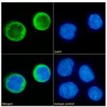 CD80 (B7-1) Chimeric Antibody in Immunocytochemistry (ICC/IF)