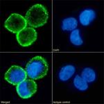 CD80 (B7-1) Chimeric Antibody in Immunocytochemistry (ICC/IF)