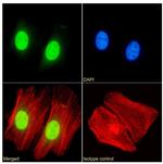 HP1 alpha Chimeric Antibody in Immunocytochemistry (ICC/IF)