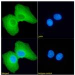 PRDM4 Chimeric Antibody in Immunocytochemistry (ICC/IF)