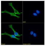 Mesothelin Chimeric Antibody in Immunocytochemistry (ICC/IF)