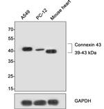 Connexin 43 Antibody in Western Blot (WB)