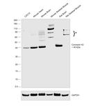 Connexin 43 Antibody in Western Blot (WB)