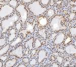 SP1 Antibody in Immunohistochemistry (Paraffin) (IHC (P))