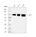 SP1 Antibody in Western Blot (WB)