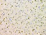 SHP2 Antibody in Immunohistochemistry (Paraffin) (IHC (P))