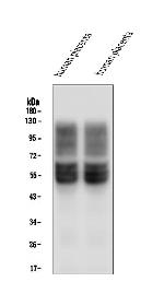 GLUT1 Antibody in Western Blot (WB)