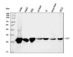 CDK2 Antibody in Western Blot (WB)