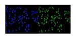 MCM2 Antibody in Immunocytochemistry (ICC/IF)