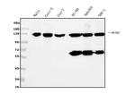 MCM2 Antibody in Western Blot (WB)