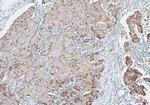 COMT Antibody in Immunohistochemistry (Paraffin) (IHC (P))