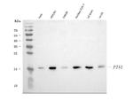 PIN1 Antibody in Western Blot (WB)