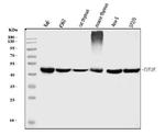 eIF3e Antibody in Western Blot (WB)