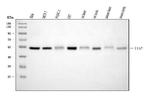 XIAP Antibody in Western Blot (WB)