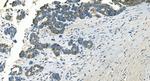 IDH2 Antibody in Immunohistochemistry (Paraffin) (IHC (P))