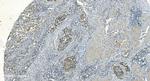 IDH2 Antibody in Immunohistochemistry (Paraffin) (IHC (P))