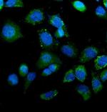 IDH2 Antibody in Immunocytochemistry (ICC/IF)