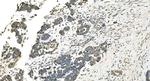 IDH2 Antibody in Immunohistochemistry (Paraffin) (IHC (P))