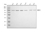 XRCC1 Antibody in Western Blot (WB)