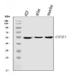 CYP2E1 Antibody in Western Blot (WB)