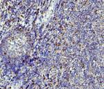 APOBEC3G Antibody in Immunohistochemistry (Paraffin) (IHC (P))