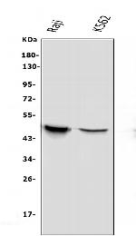 APOBEC3G Antibody in Western Blot (WB)