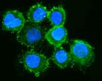 Moesin Antibody in Immunocytochemistry (ICC/IF)