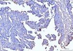 Moesin Antibody in Immunohistochemistry (Paraffin) (IHC (P))