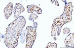 Moesin Antibody in Immunohistochemistry (Paraffin) (IHC (P))