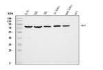 Moesin Antibody in Western Blot (WB)