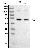 Fibrinogen gamma Antibody in Western Blot (WB)