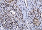 YY1 Antibody in Immunohistochemistry (Paraffin) (IHC (P))