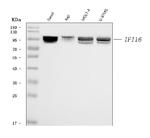 IFI16 Antibody in Western Blot (WB)