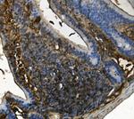 UPF1 Antibody in Immunohistochemistry (Paraffin) (IHC (P))