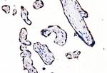 SF1 Antibody in Immunohistochemistry (Paraffin) (IHC (P))