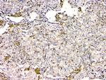 GPX1 Antibody in Immunohistochemistry (Paraffin) (IHC (P))