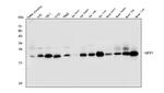 GPX1 Antibody in Western Blot (WB)