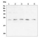 TFAM Antibody in Western Blot (WB)