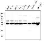 14-3-3 zeta Antibody in Western Blot (WB)