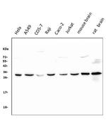 14-3-3 zeta Antibody in Western Blot (WB)