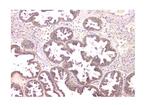 WWOX Antibody in Immunohistochemistry (Paraffin) (IHC (P))