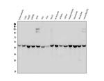 WWOX Antibody in Western Blot (WB)