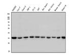 STUB1 Antibody in Western Blot (WB)