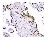 USP7 Antibody in Immunohistochemistry (Paraffin) (IHC (P))