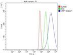 Neuropilin 1 Antibody in Flow Cytometry (Flow)