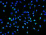 Neuropilin 1 Antibody in Immunocytochemistry (ICC/IF)