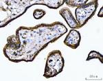 Annexin A1 Antibody in Immunohistochemistry (Paraffin) (IHC (P))