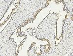 PARN Antibody in Immunohistochemistry (Paraffin) (IHC (P))