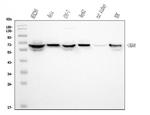 GRB10 Antibody in Western Blot (WB)